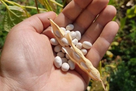 Poverello di Calabria essiccato al sole