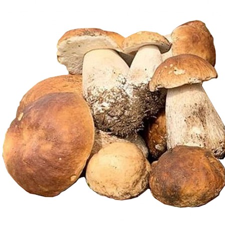 Porcini di bosco