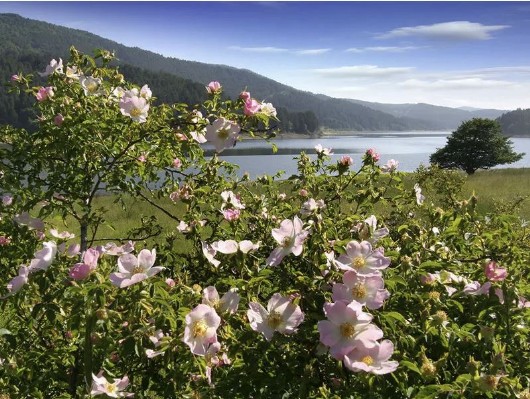 Altopiano della Sila: lago Ampollino