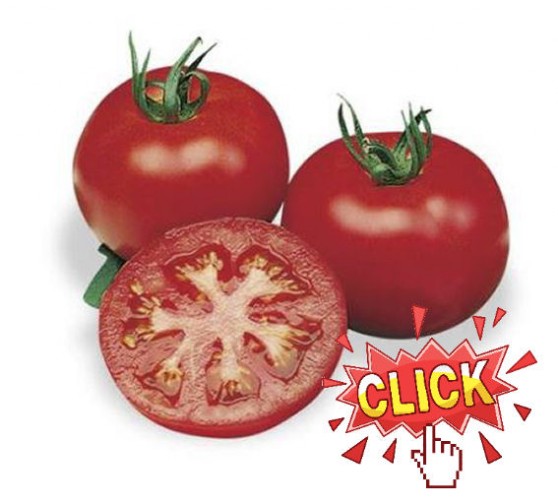 Pomodoro tondo liscio